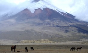 02_chevaux_cotopaxi